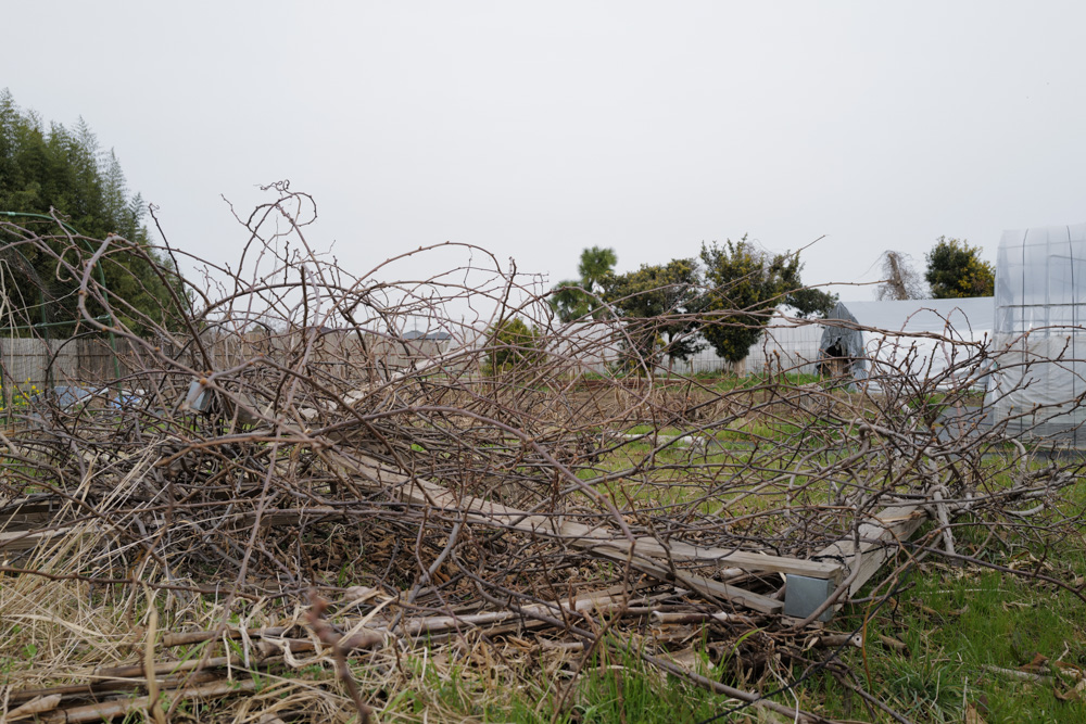 キウイの剪定と倒壊したパーゴラの撤去、さつまいもの苗づくり