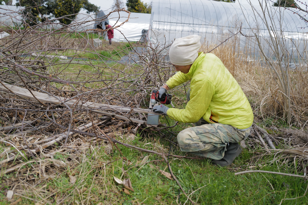 キウイの剪定と倒壊したパーゴラの撤去、さつまいもの苗づくり