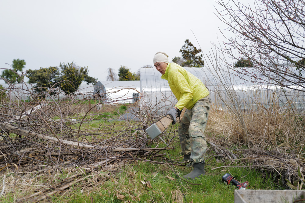 キウイの剪定と倒壊したパーゴラの撤去、さつまいもの苗づくり