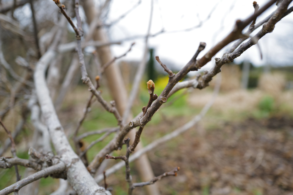 キウイの剪定と倒壊したパーゴラの撤去、さつまいもの苗づくり