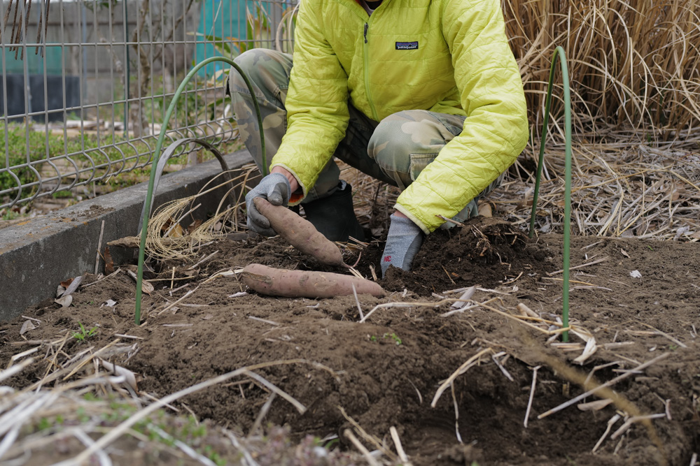 キウイの剪定と倒壊したパーゴラの撤去、さつまいもの苗づくり