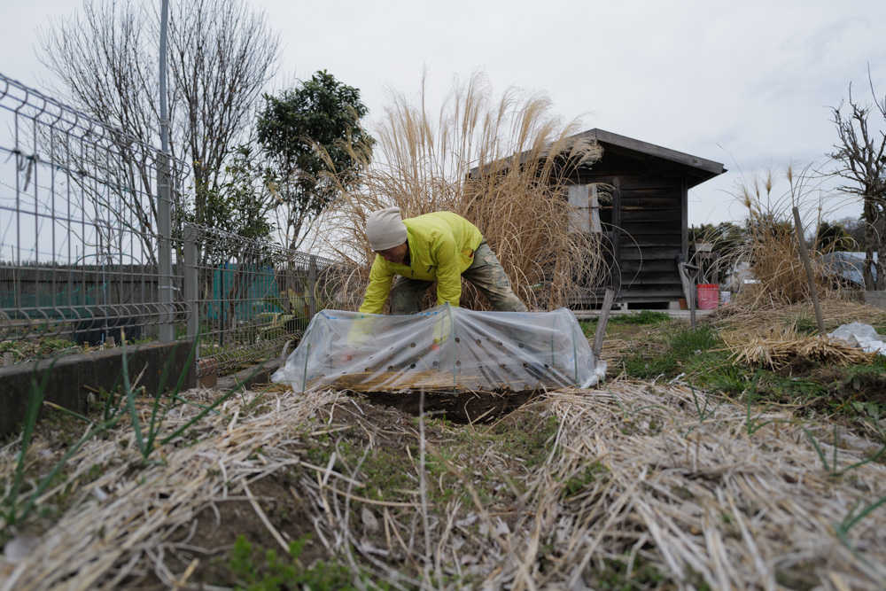 キウイの剪定と倒壊したパーゴラの撤去、さつまいもの苗づくり