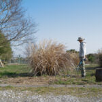 ススキの刈り取り、鳥の巣の神事 2026