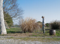 ススキの刈り取り、鳥の巣の神事 2026