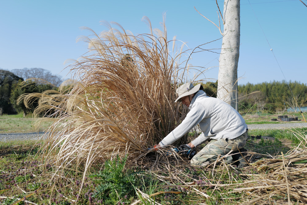ススキの刈り取り、鳥の巣の神事 2026