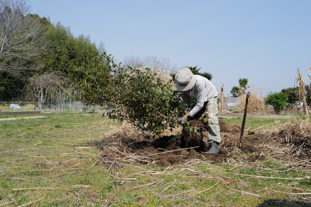 ススキの刈り取り、鳥の巣の神事 2026