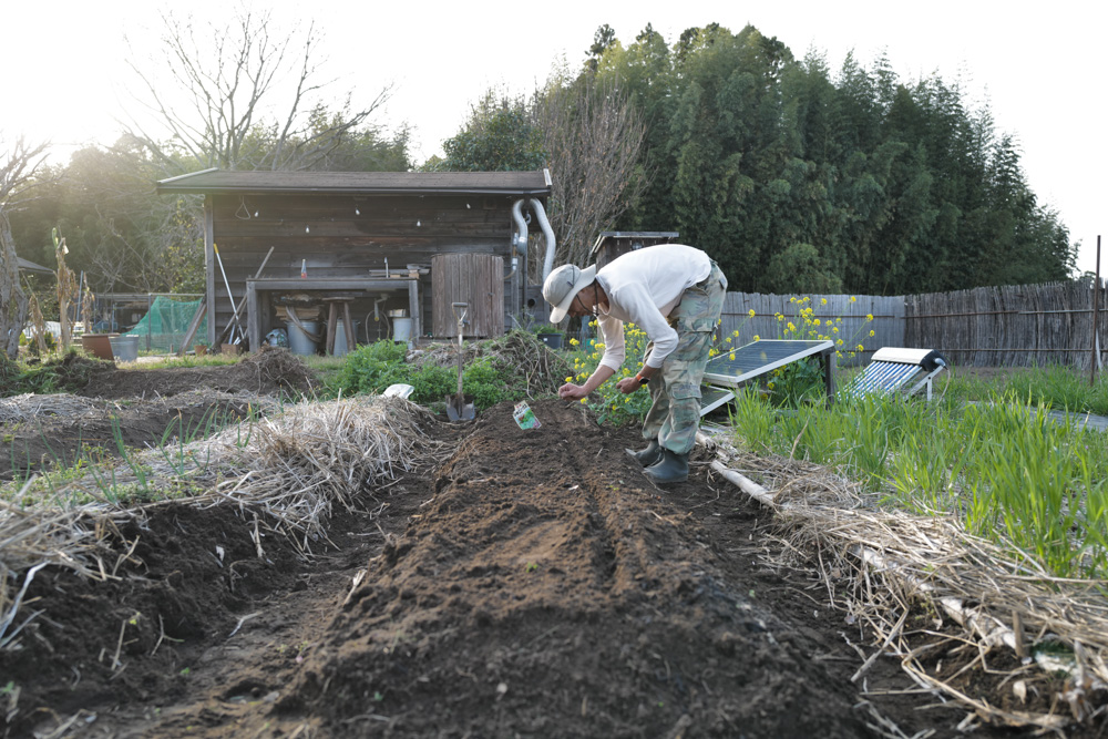 春めいてきた房総　レタスミックスの種下ろし