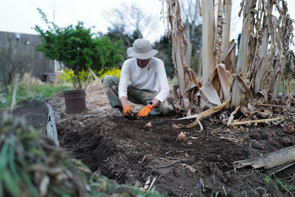 春めいてきた房総　レタスミックスの種下ろし