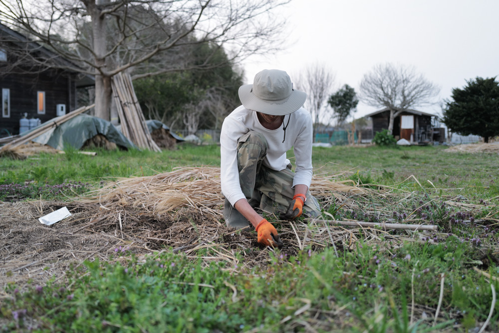 春めいてきた房総　レタスミックスの種下ろし