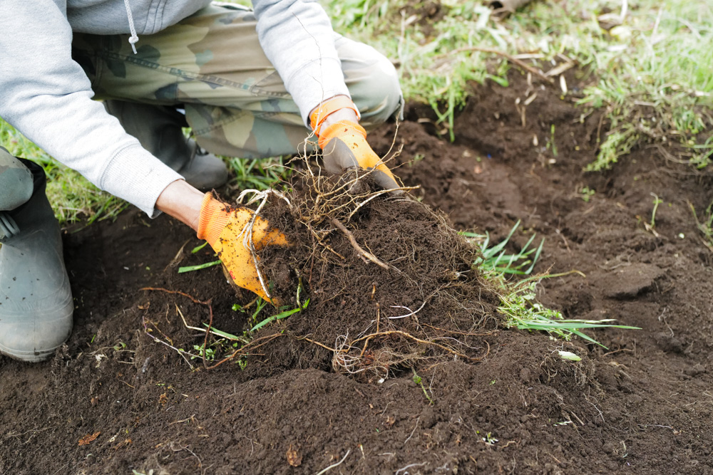 区画を整えて里芋を植え付け