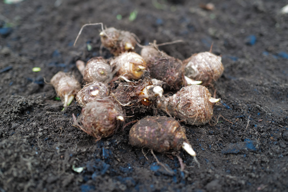 区画を整えて里芋を植え付け