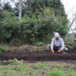区画を整えて里芋を植え付け