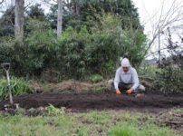 区画を整えて里芋を植え付け