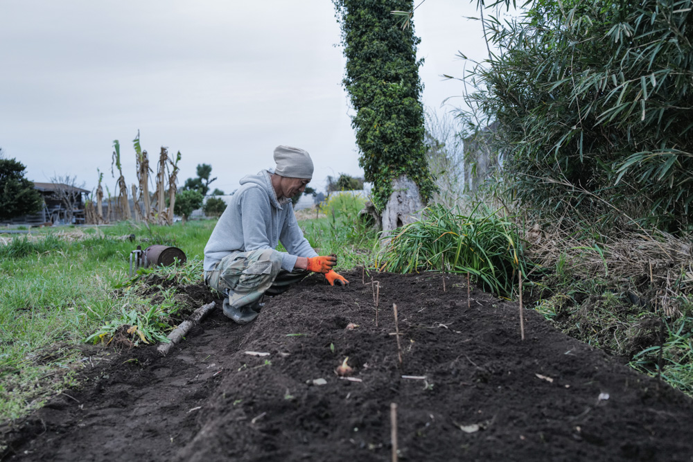 区画を整えて里芋を植え付け