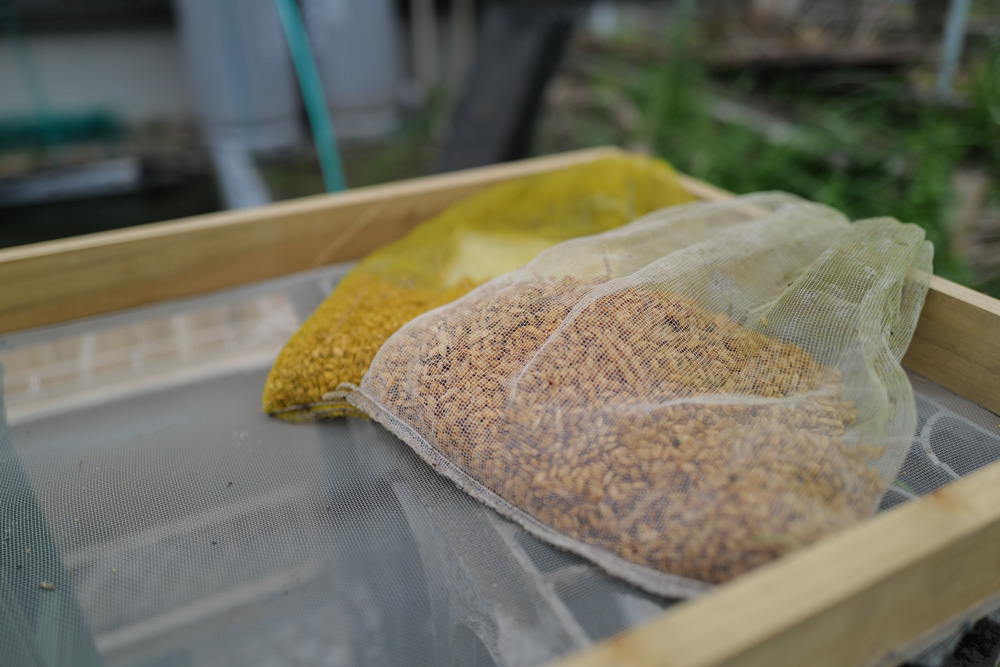 房総オルタナティブ米2026 苗づくり