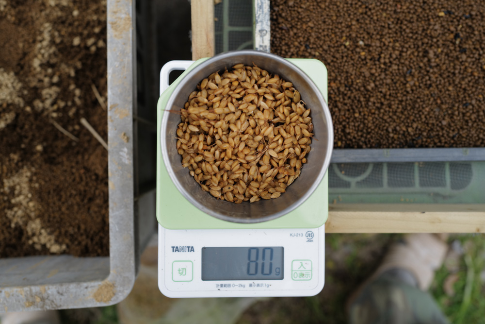 房総オルタナティブ米2026 苗づくり