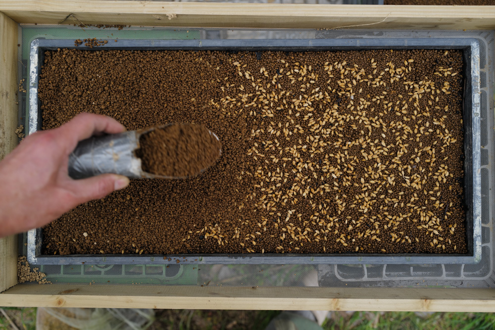 房総オルタナティブ米2026 苗づくり