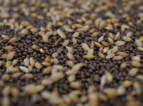 房総オルタナティブ米2026 苗づくり