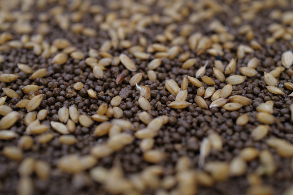 房総オルタナティブ米2026 苗づくり