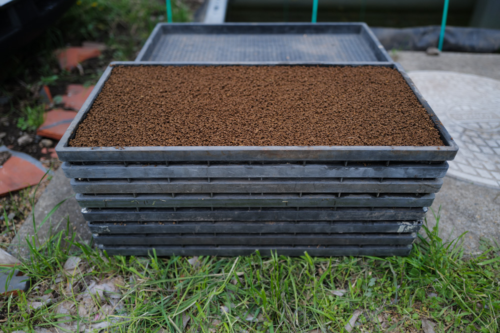 房総オルタナティブ米2026 苗づくり