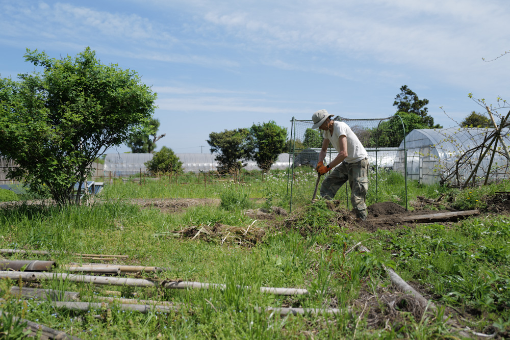 表面だけ見ていてもわからないこと メイン区画の雑草取り&抜根