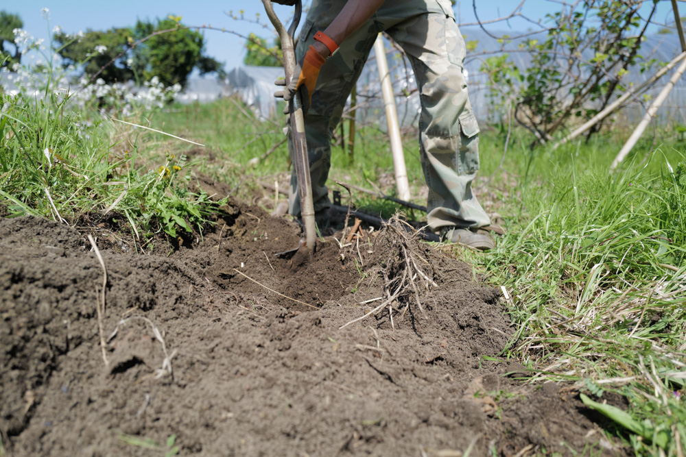 表面だけ見ていてもわからないこと メイン区画の雑草取り&抜根