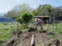 表面だけ見ていてもわからないこと　メイン区画の雑草取り＆抜根