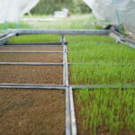 房総オルタナティブ米2026　コシヒカリが発芽しない・・・