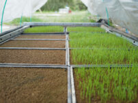 房総オルタナティブ米2026　コシヒカリが発芽しない・・・