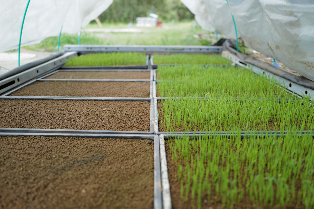 房総オルタナティブ米2026　コシヒカリが発芽しない・・・