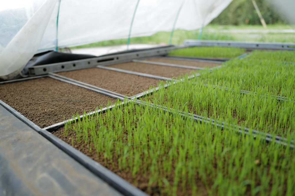 房総オルタナティブ米2026　コシヒカリが発芽しない・・・