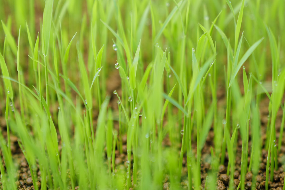 房総オルタナティブ米2026　コシヒカリが発芽しない・・・