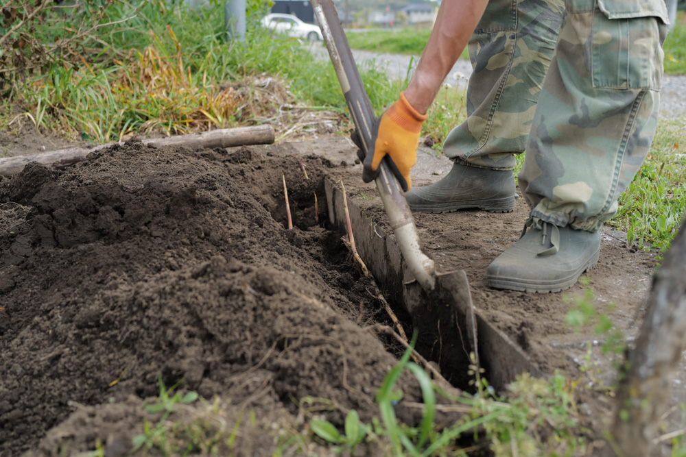 田んぼに植えた芭蕉の移植
