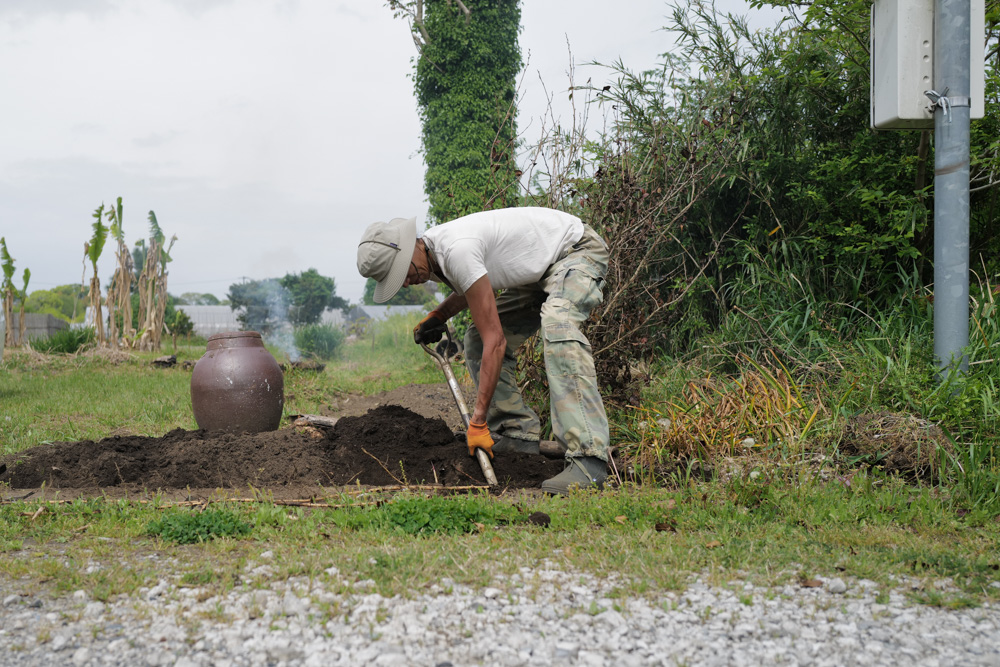 田んぼに植えた芭蕉の移植