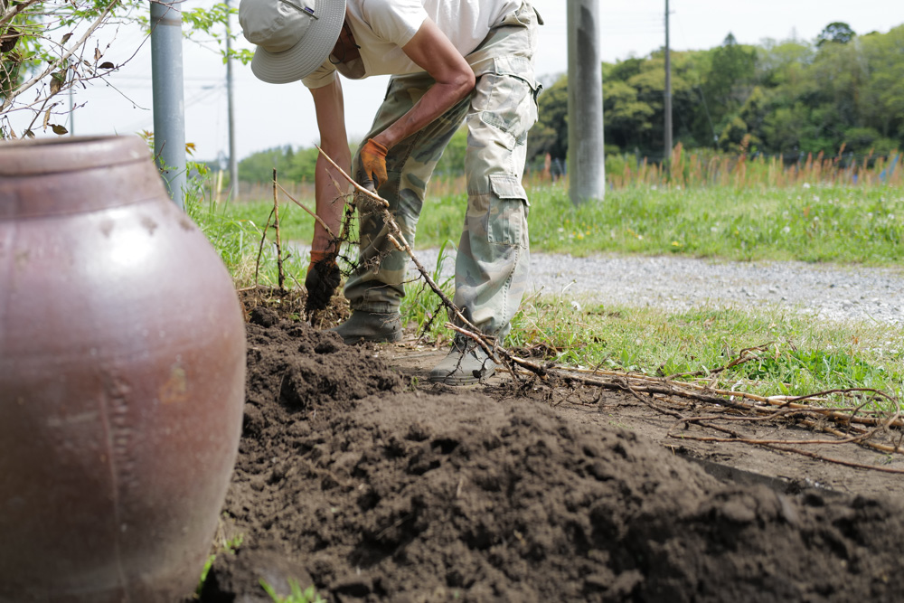 田んぼに植えた芭蕉の移植