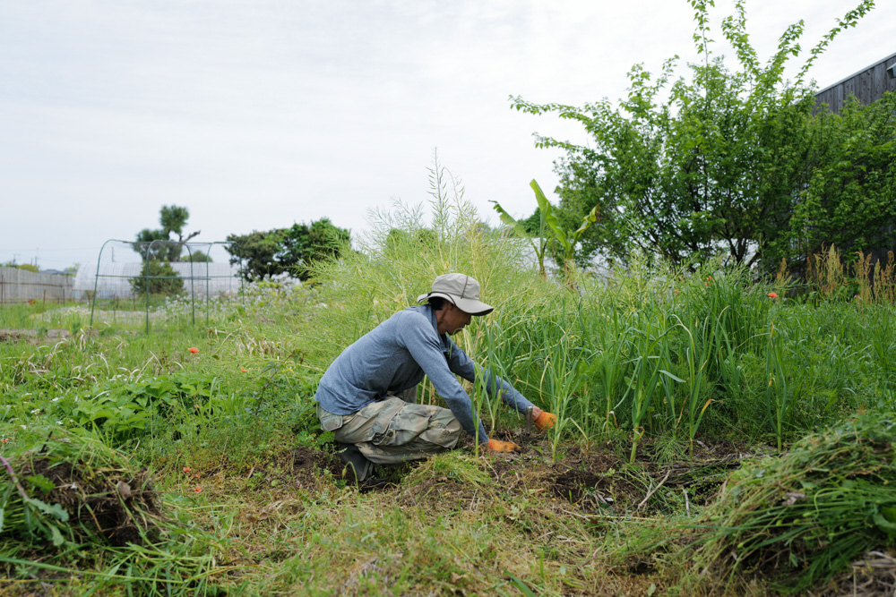 ニンニク区画の雑草取り