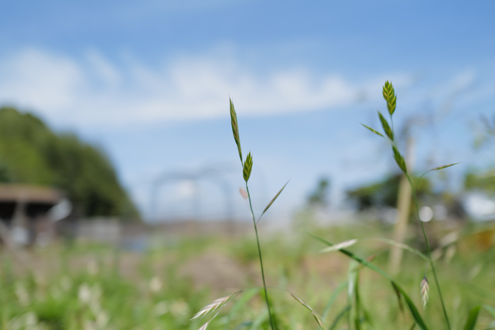 ニンニク区画の雑草取り