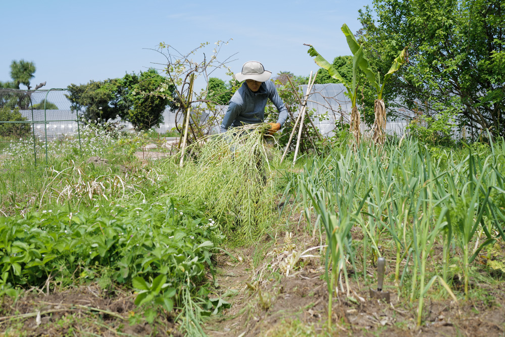 ニンニク区画の雑草取り