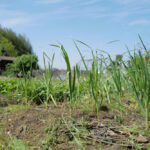 ニンニク区画の雑草取り