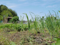 ニンニク区画の雑草取り