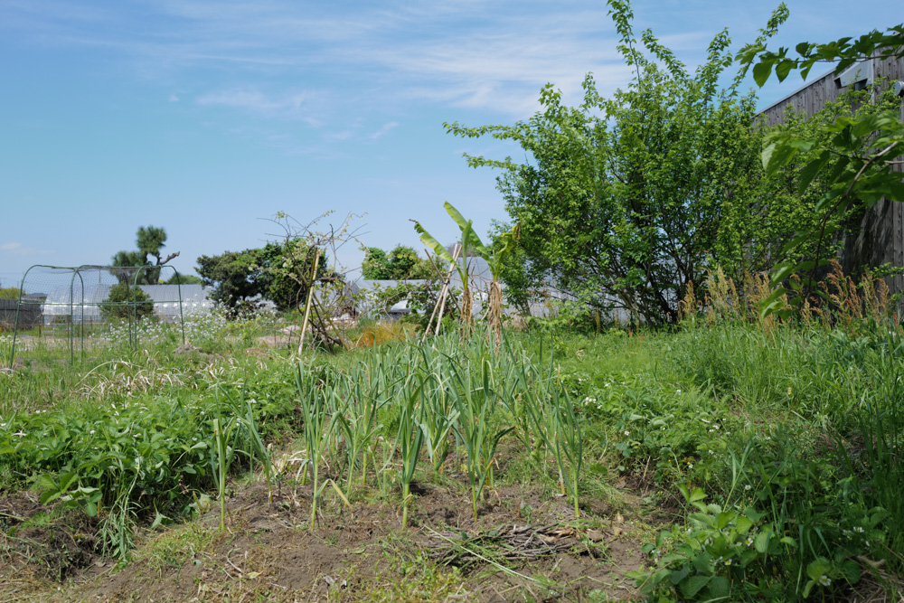 ニンニク区画の雑草取り