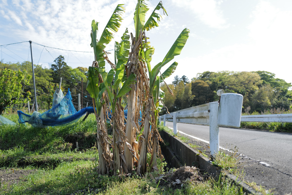 田んぼに植えた芭蕉の移植