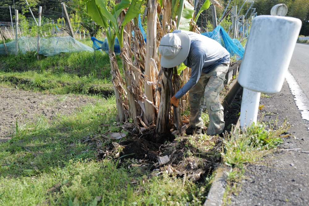 田んぼに植えた芭蕉の移植