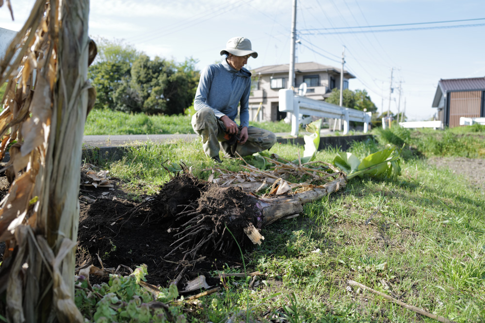 田んぼに植えた芭蕉の移植