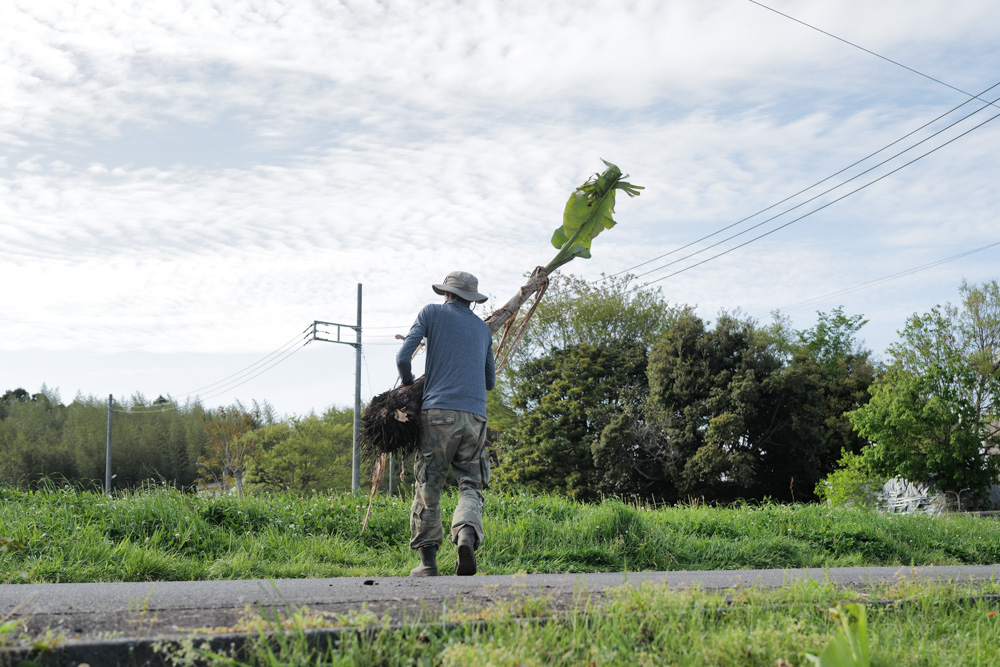 田んぼに植えた芭蕉の移植