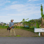 田んぼに植えた芭蕉の移植