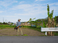 田んぼに植えた芭蕉の移植