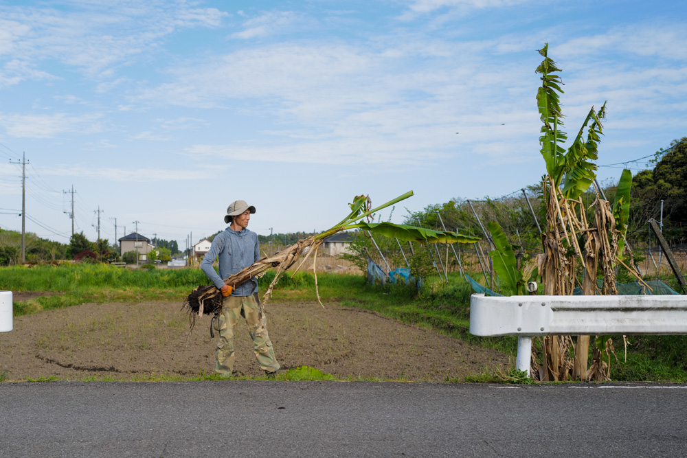 田んぼに植えた芭蕉の移植