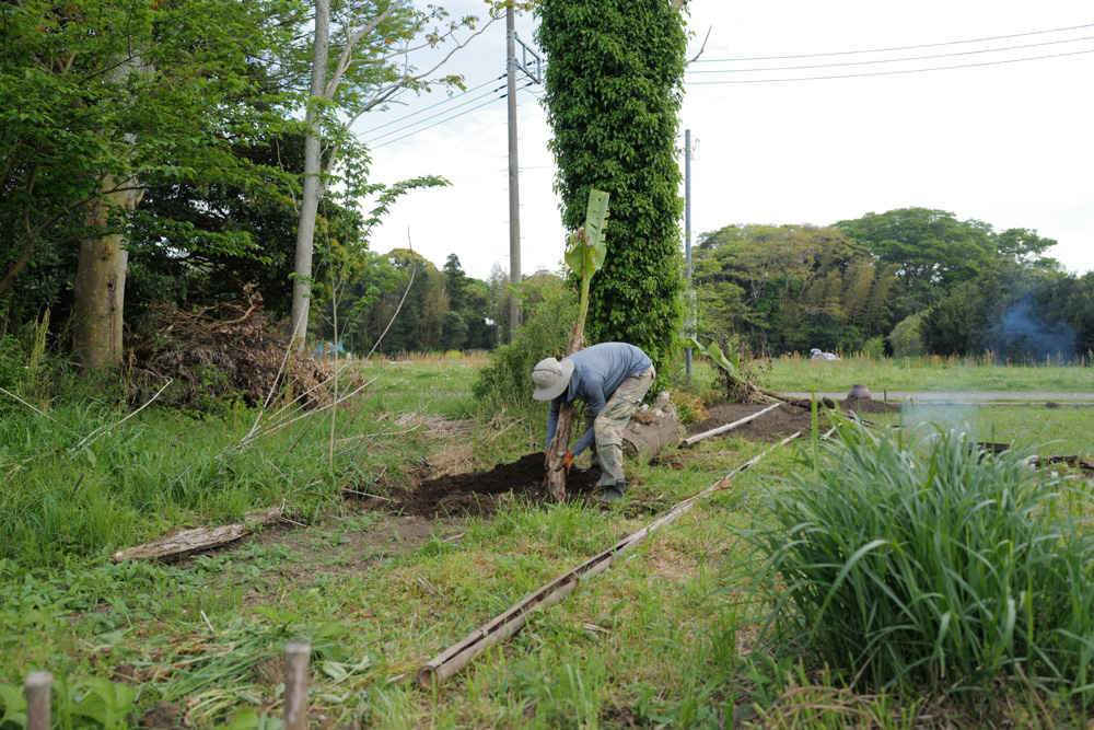 田んぼに植えた芭蕉の移植