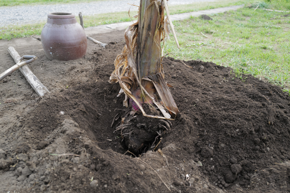 田んぼに植えた芭蕉の移植